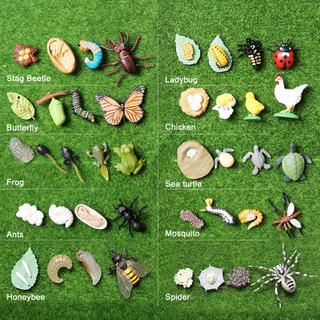 Chicken Teaching Material Butterfly Growth Cycle Action Figures Life Cycle Figurine Growth Cycle Model Simulation Animals