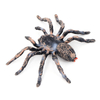 Realistic Spider Animal Figures Spider Figurines Lifelike Insect Toys Spider Action Model Spider Toy Halloween Prank Props Prank