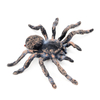 Realistic Spider Animal Figures Spider Figurines Lifelike Insect Toys Spider Action Model Spider Toy Halloween Prank Props Prank