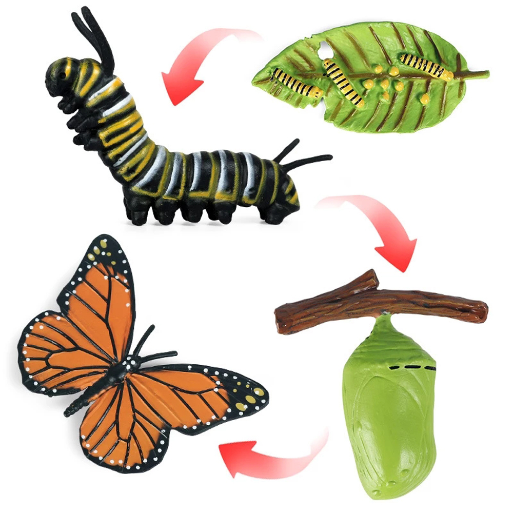 Chicken Teaching Material Butterfly Growth Cycle Action Figures Life Cycle Figurine Growth Cycle Model Simulation Animals