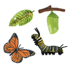 Chicken Teaching Material Butterfly Growth Cycle Action Figures Life Cycle Figurine Growth Cycle Model Simulation Animals