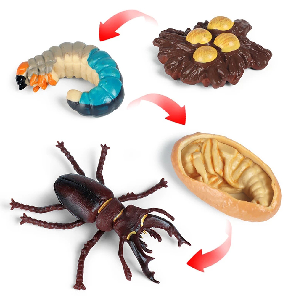 Chicken Teaching Material Butterfly Growth Cycle Action Figures Life Cycle Figurine Growth Cycle Model Simulation Animals