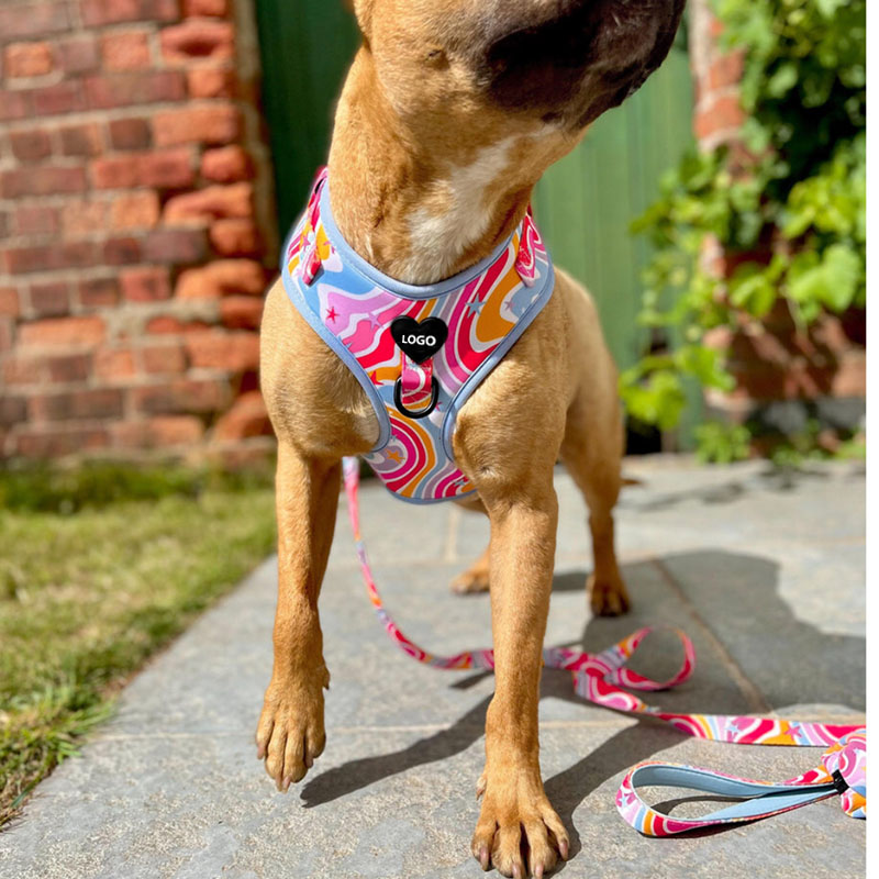 Custom Luxury No Pull Dog Harness Set Neoprene Dog Poop Bag Holder Adjustable Pet Collar And Leash Design Dog Harness with Name