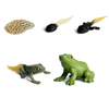 Chicken Teaching Material Butterfly Growth Cycle Action Figures Life Cycle Figurine Growth Cycle Model Simulation Animals