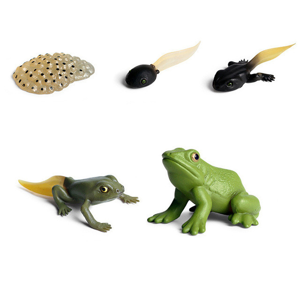 Chicken Teaching Material Butterfly Growth Cycle Action Figures Life Cycle Figurine Growth Cycle Model Simulation Animals