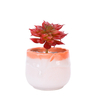 Multicolor Lace Pottery And Porcelain Succulent Plant Flowerpot 